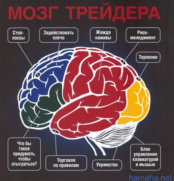 Мозг трейдера